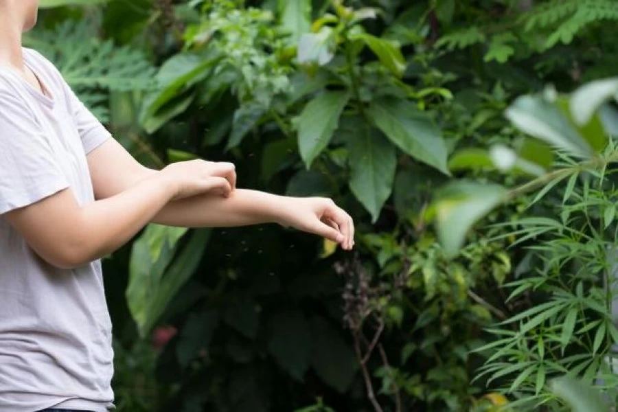 Οκτώ κόλπα που θα σας σώσουν από τα κουνούπια